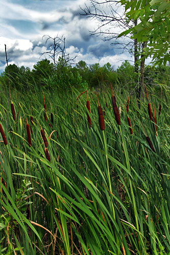 Point-au-Roche-Park1 Cattails and marsh grasses at Point au Roche Park near Plattsburgh, NY