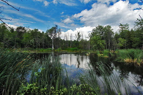 Point-au-Roche-Park2 Backwaters of Lake Champlain at Point au Roche Park