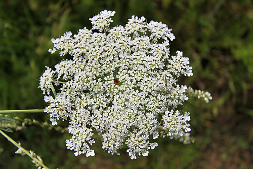 Queen-Annes-Lace Queen Anne's Lace blossom with a perfect ruby red center