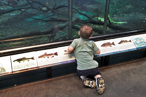 Wild-Center-Interior2 Fascinated by trouts in the Living River at The Wild Center, Tupper Lake, Adirondack Park